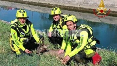 I Vigili del Fuoco di Terni salvano un piccolo cerbiatto che rischiava di annegare 20 48E50A33 00F3 4595 8AEF 9AB2138D921F