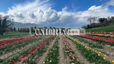 Tulipark