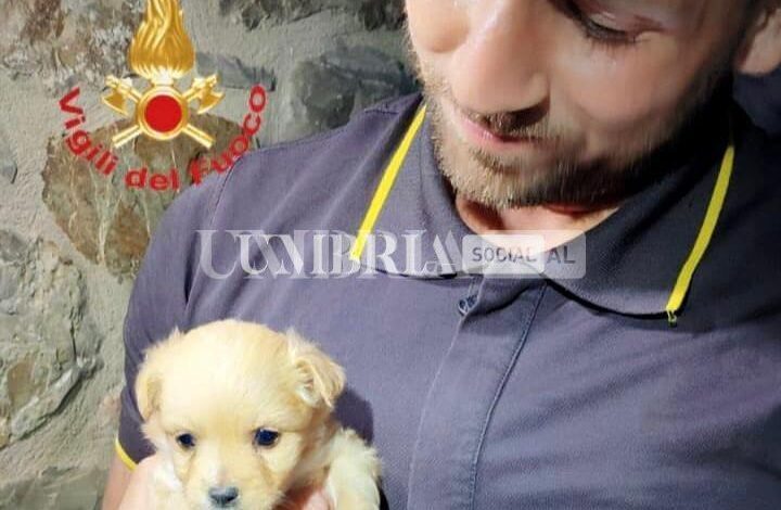 Orvieto, Vigili del Fuoco salvano piccolo cagnolino 1 WhatsApp Image 2022 05 27 at 09.37.42