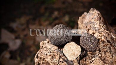 black truffles wood scaled