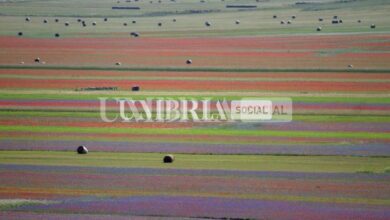 La Fioritura di Castelluccio di Norcia: quando e come, informazioni per i turisti (foto) 9 344FF8AC 3DAB 403B BBB2 CEEB161D20C3