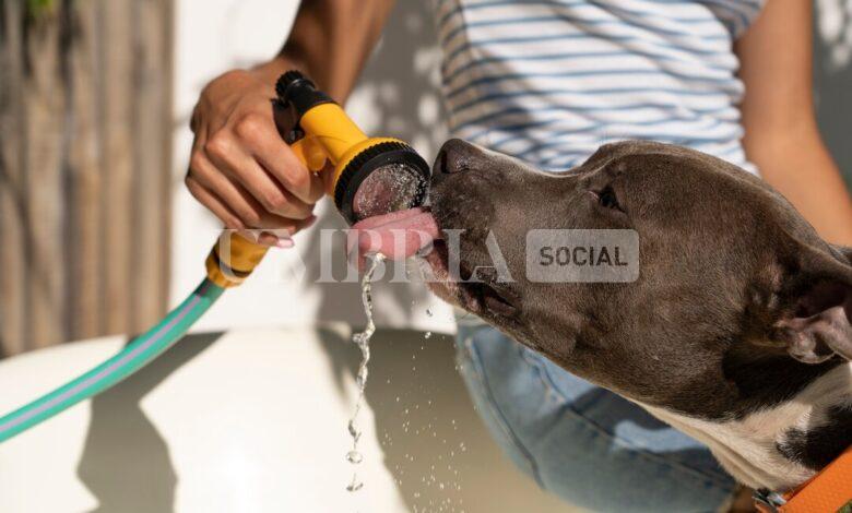 Caldo e colpo di calore, attenzione agli animali: come evitarlo e cosa fare 2 Caldo e colpo di calore, attenzione agli animali: come evitarlo e cosa fare 1