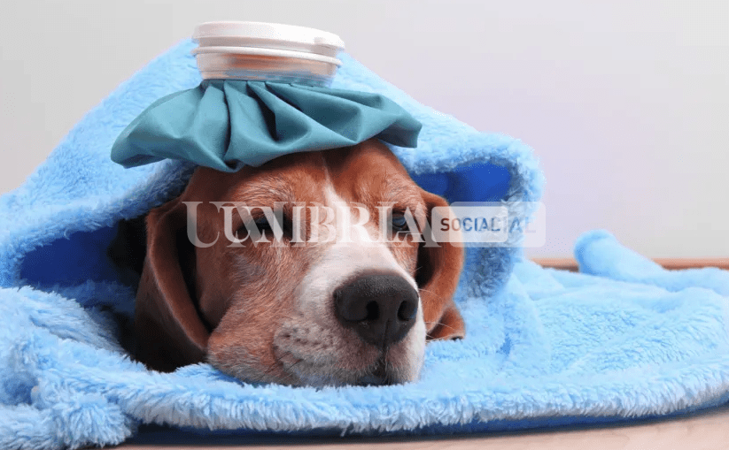 Caldo e colpo di calore, attenzione agli animali: come evitarlo e cosa fare