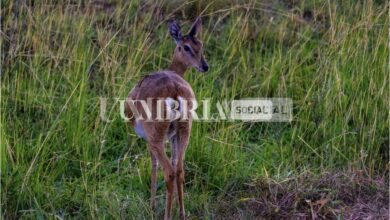 Incidente auto-capriolo: l’uomo si salva, l’animale perde la vita 15 2F28C275 A45A 4056 8237 5469B38CF3FF