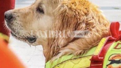 Palinuro, affonda pedalò: a salvare i cinque ragazzi ci pensano i cani-bagnino 5 388B0D7A 2CEE 4CC1 80BE 19E730AF8B4C