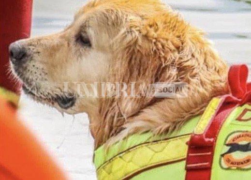 Palinuro, affonda pedalò: a salvare i cinque ragazzi ci pensano i cani-bagnino 1 388B0D7A 2CEE 4CC1 80BE 19E730AF8B4C