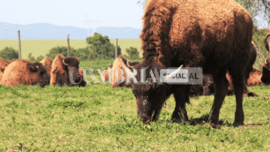 Trasimeno, i bisonti dell'Umbria saranno protagonisti a Melaverde 2 Schermata 2022 07 14 alle 12.40.49