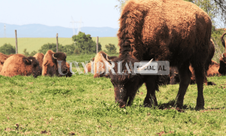 Trasimeno, i bisonti dell'Umbria saranno protagonisti a Melaverde 1 Schermata 2022 07 14 alle 12.40.49
