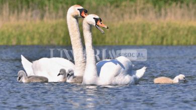 Narni, nati sei anatroccoli da una coppia di cigni reali 4 Schermata 2022 07 26 alle 16.07.08
