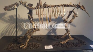 Pietrafitta, il “Pleistocene Park” arriva al Museo dei fossili 11 piegaro