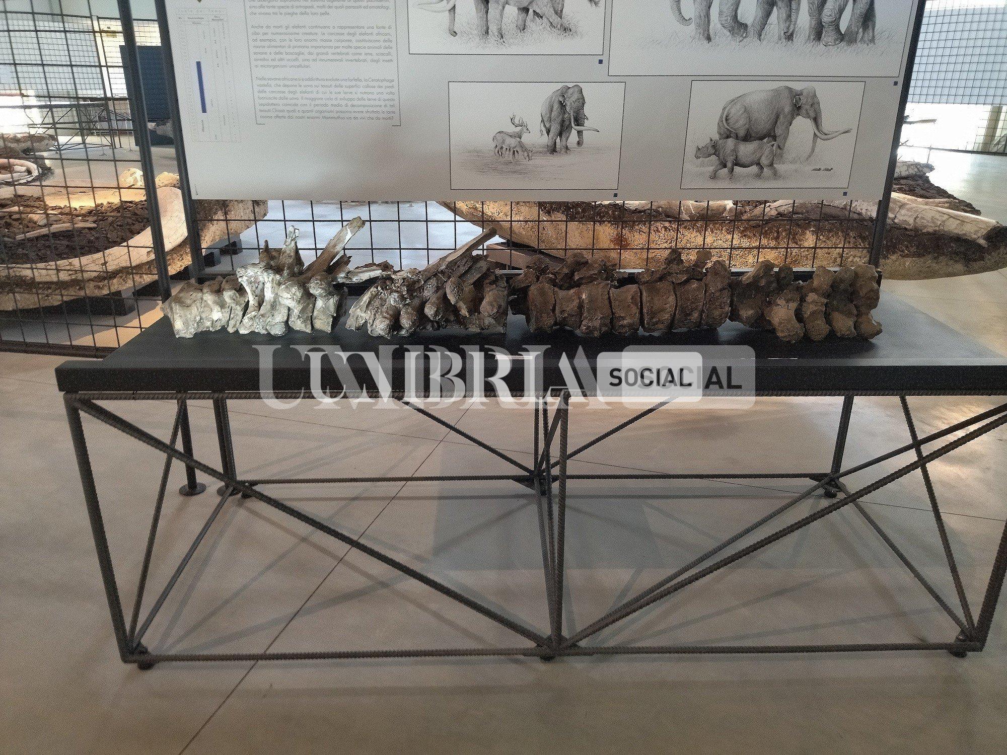 Pietrafitta, il “Pleistocene Park” arriva al Museo dei fossili 3 Pietrafitta, il “Pleistocene Park” arriva al Museo dei fossili 2