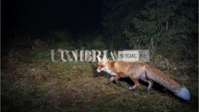 Teme dei furti e chiama la Polizia, in realtà era in atto una caccia alla volpe 8 375FAEAE 436C 41D2 B346 1AAE5387A288