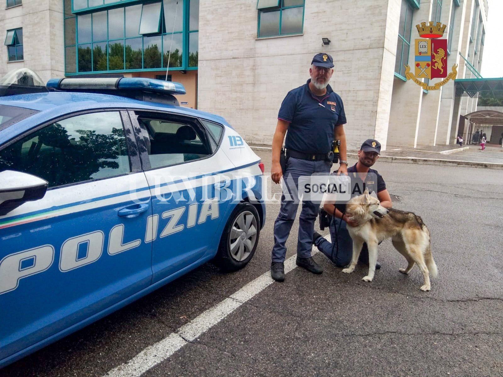 Lupo cecoslovacco gira in strada, la Polizia lo recupera e lo riconsegna al proprietario 3 Lupo cecoslovacco gira in strada, la Polizia lo recupera e lo riconsegna al proprietario 2