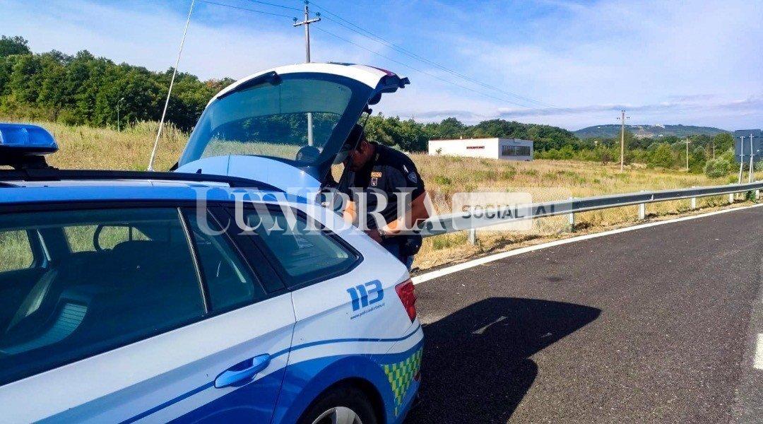 Poiana urta contro un mezzo pesante sulla E45: parabrezza rotto, conducente illeso 2