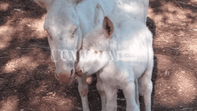 Città della Domenica, è nata la puledrina di asino bianco Nina 2 Schermata 2022 08 26 alle 17.11.23