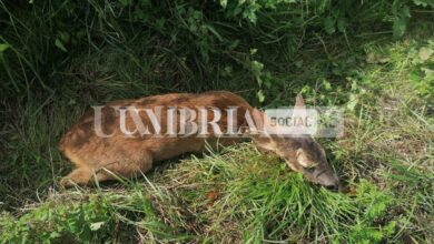 Salvato giovane capriolo sulla Sp 246, affidato alle cure dell’Ospedale Veterinario universitario (foto) 12 WhatsApp Image 2022 09 25 at 22.14.34