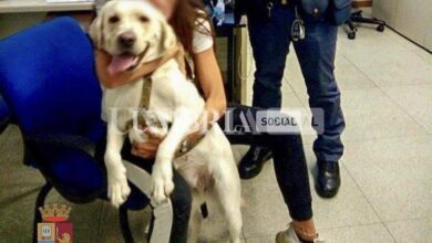 Ritrova il suo cane labrador grazie alla Polizia, due denunciati per ricettazione 2 42BB8784 7B76 460B A0E0 030E5C4AD274