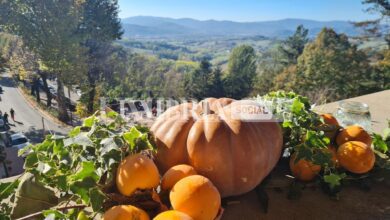 A Montone ha preso il via la Festa del Bosco 2022 17 EBA2F854 E177 4708 9412 073A705B0645
