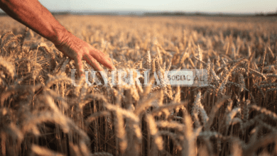 Umbria, 1,2 milioni di euro dalla Regione per incentivare il comparto extra agricolo 3 Schermata 2022 10 21 alle 10.17.11