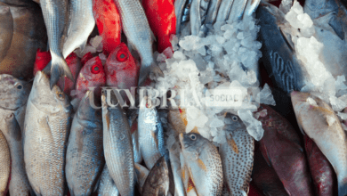 Gubbio, il 'caso' del pranzo di pesce "indimenticabile" che spopola sul web e le precisazioni del ristoratore 10 Schermata 2022 10 21 alle 13.01.56