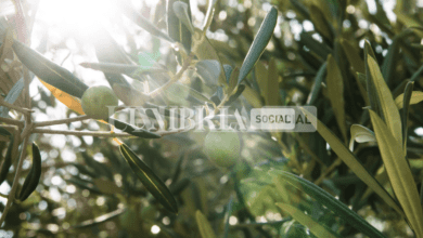 Trevi alla scoperta degli ulivi millenari con la "Camminata tra gli Olivi in Umbria" 11 Schermata 2022 10 21 alle 15.51.00