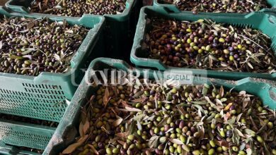 Cresce il prezzo dell'olio nuovo, anche macinare l'oliva oggi costa di più 5 WhatsApp Image 2022 10 19 at 08.49.04