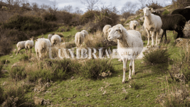 Norcia: fa pascolare le pecore nel terreno di un altro, lui lo prende a bottigliate 8 Schermata 2022 11 07 alle 12.41.17