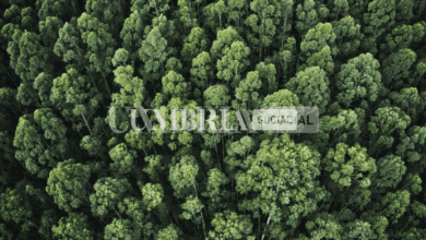 Città della Pieve, Giornata Nazionale degli Alberi: 54 piante messe a dimora nel 2022 2 Schermata 2022 11 17 alle 13.01.32