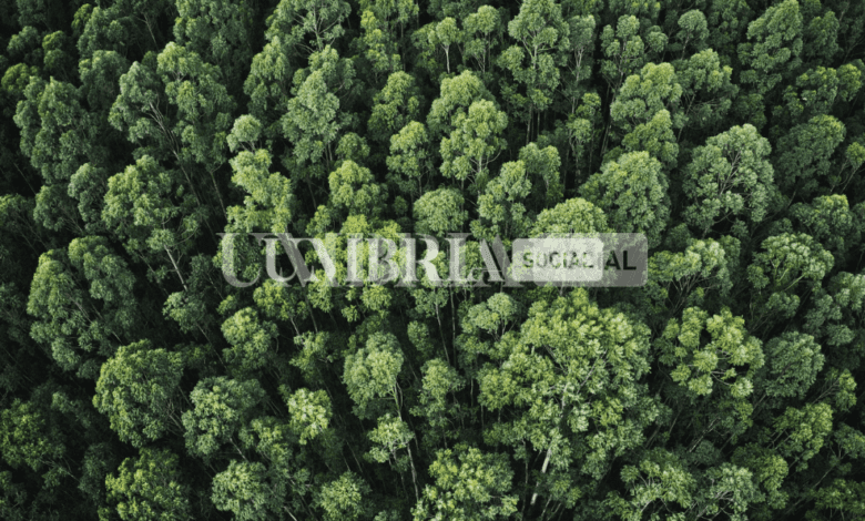 Città della Pieve, Giornata Nazionale degli Alberi: 54 piante messe a dimora nel 2022 1 Schermata 2022 11 17 alle 13.01.32