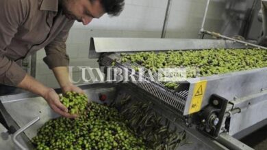 Gnavolini e l'oro verde, una passione per l'olio che dura da più di 40 anni 17 WhatsApp Image 2022 11 02 at 10.56.16