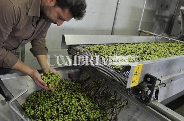Gnavolini e l'oro verde, una passione per l'olio che dura da più di 40 anni 1 WhatsApp Image 2022 11 02 at 10.56.16