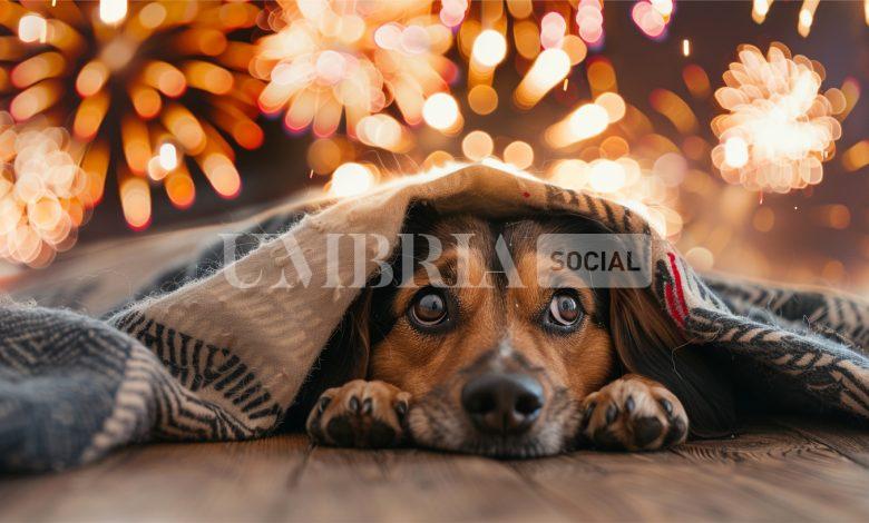Botti di Capodanno, i cani (e non solo loro) hanno paura: è bene proteggere il tuo animale domestico 2 Botti di Capodanno, i cani (e non solo loro) hanno paura: è bene proteggere il tuo animale domestico 1