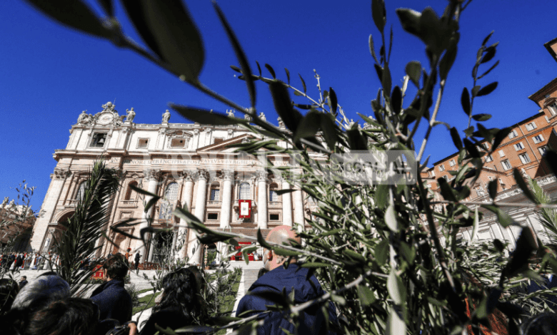 L'Umbria invierà ramoscelli di olivo in Vaticano per la celebrazione della Domenica delle Palme 1 331514946 505415604893281 6864256400637175595 n