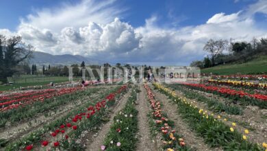 Tulipark Spoleto, al via in primavera la seconda edizione dell'evento 8 7FCAA626 010E 432E 8AD2 99AA3D32386D scaled