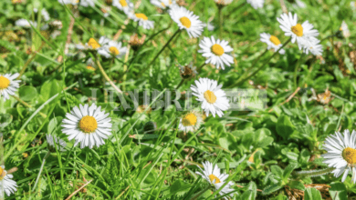 "Ci vuole un fiore", a Todi nasce il parco per la sopravvivenza e il nutrimento delle api 4 Schermata 2023 03 31 alle 17.27.47