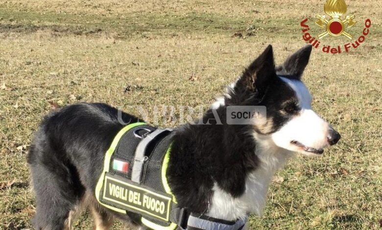 I Vigili del Fuoco di Terni piangono Kira, il border collie protagonista di tanti interventi di ricerca e salvataggio 1 0F81AC0A 6BDF 4056 BF5F 4DB150E82B02