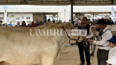 Agriumbria 2023 è un grande successo: tantissimi visitatori nella tre giorni a Umbriafiere di Bastia Umbra (foto) 9 3EDB32AF 1C6D 499D 922C 265AD19FA400 scaled
