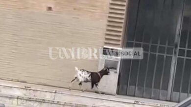 "C'è una capretta, deve dare analisi 1": il curioso episodio al dipartimento di matematica e informatica dell’Università di Perugia 7 IMG 5392