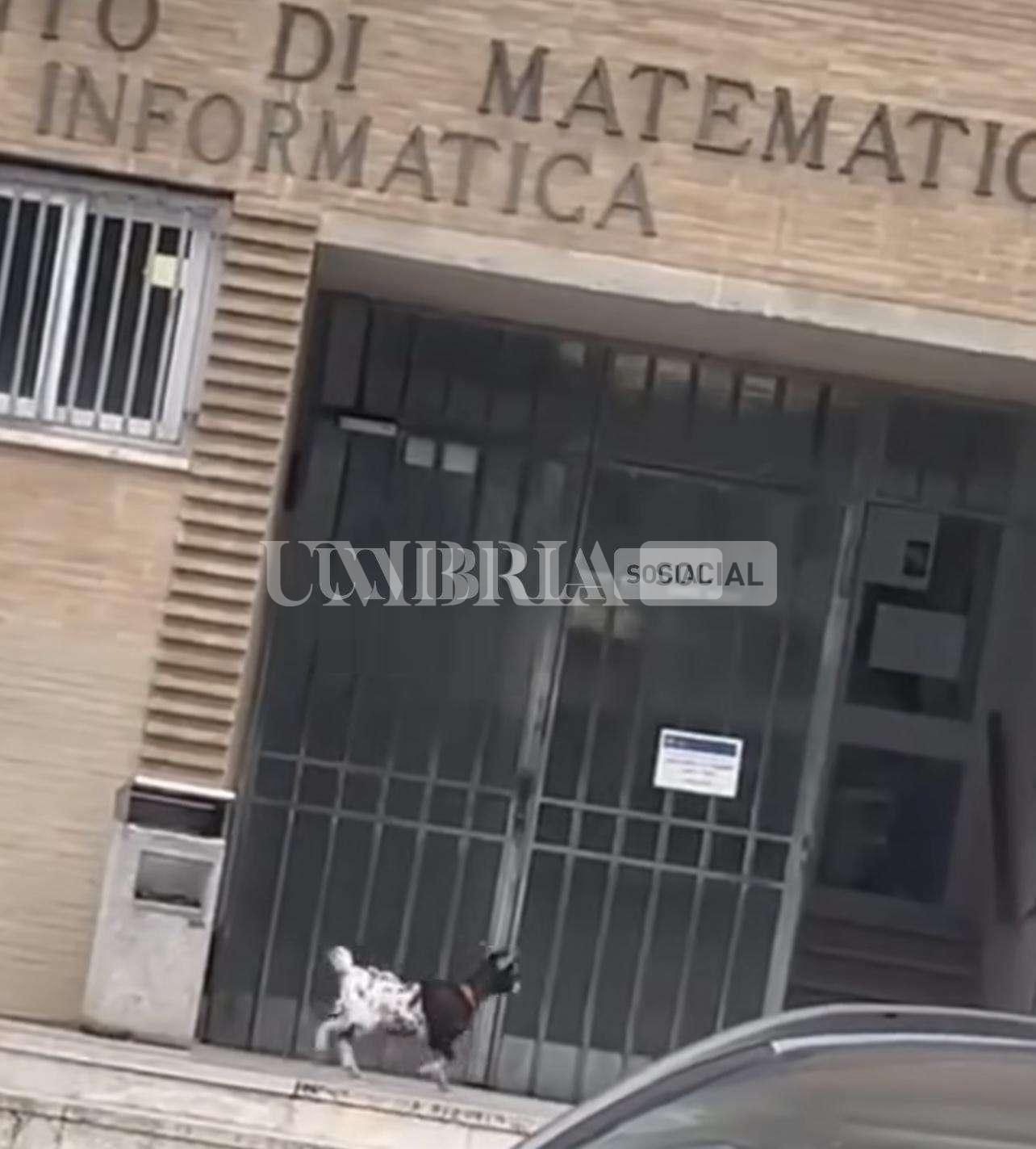 "C'è una capretta, deve dare analisi 1": il curioso episodio al dipartimento di matematica e informatica dell’Università di Perugia 3 "C'è una capretta, deve dare analisi 1": il curioso episodio al dipartimento di matematica e informatica dell’Università di Perugia 2