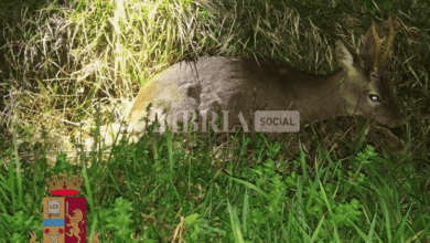 Spoleto, capriolo investito da un'auto messo in salvo dalla polizia 8 Schermata 2023 04 14 alle 17.11.16