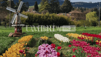 Tulipark è un successo, a Baiano di Spoleto lo spettacolo dei tulipani (foto) 5 Schermata 2023 04 27 alle 10.38.51