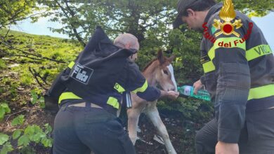 Puledro resta bloccato sul Monte Cucco, salvato da vigili del fuoco e carabinieri (foto+video) 10 346072927 1315895485964411 2868380158493347713 n