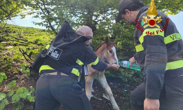 Puledro resta bloccato sul Monte Cucco, salvato da vigili del fuoco e carabinieri (foto+video) 1 346072927 1315895485964411 2868380158493347713 n