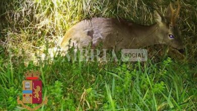 Capriolo investito da un'auto e ferito, salvato dalla polizia 7 PHOTO 2022 04 03 11 32 42