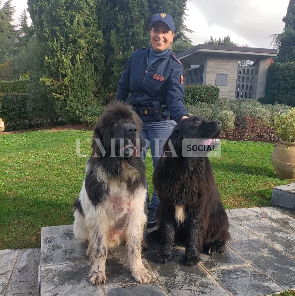 Bud e Ellie in salvo grazie alla Polizia di Stato: i due Terranova erano scappati dall’abitazione 2