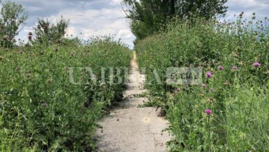 pista ciclabile prima dei lavori
