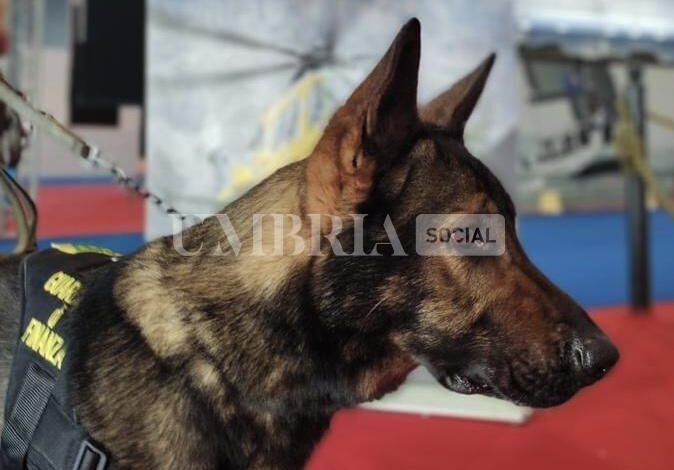 Gli ‘agenti speciali’ della Guardia di Finanza sono anche a 4 zampe e si addestrano in Umbria dal 1956 1 8A31ABBA C07B 4FBA 810A 0103F306052A