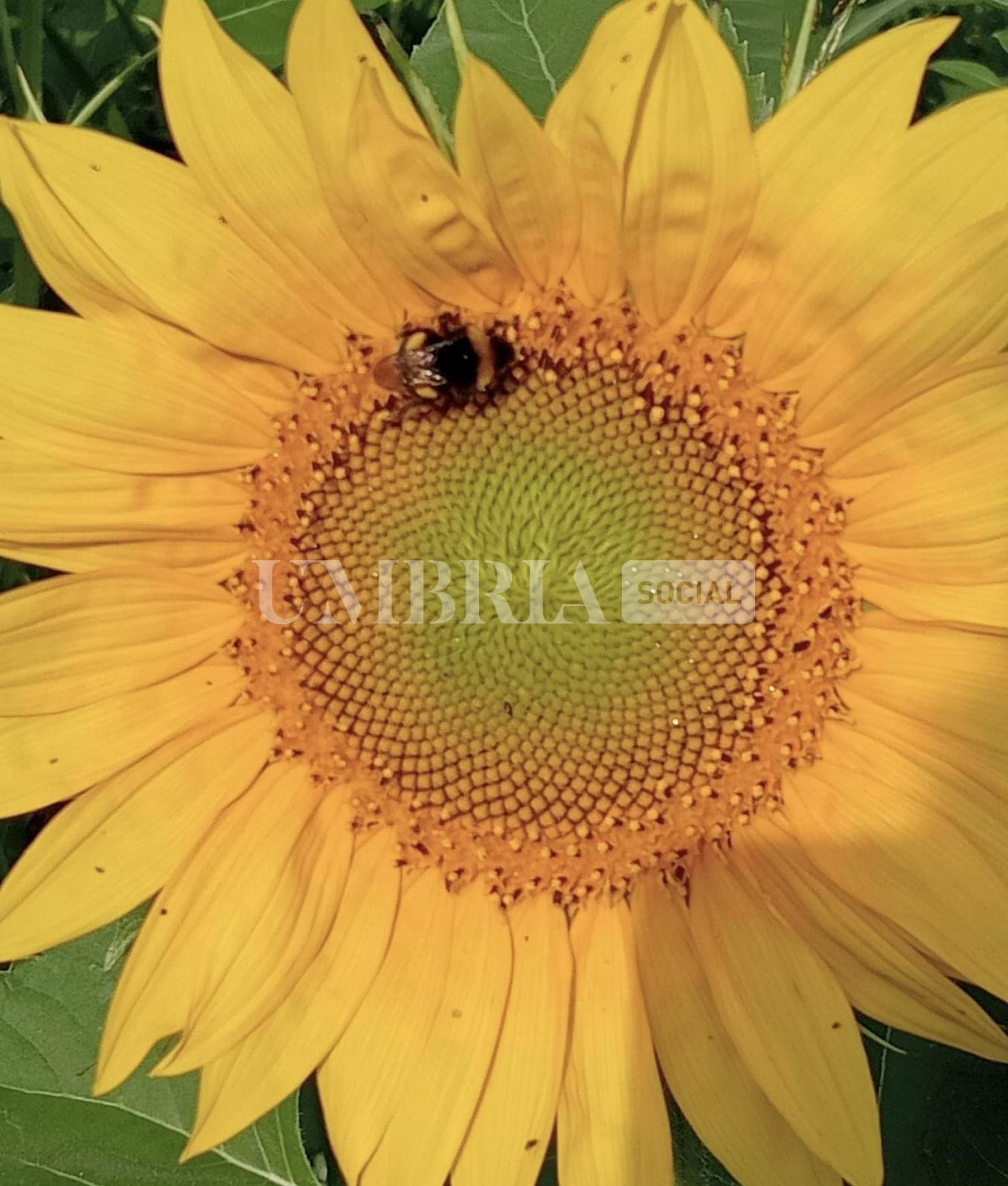 Festa di Girasoli, via al primo evento dedicato al fiore dell’estate: a Madonna di Baiano (Spoleto) dal 13 luglio 3 Festa di Girasoli, via al primo evento dedicato al fiore dell’estate: a Madonna di Baiano (Spoleto) dal 13 luglio 2