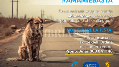 Abbandono di animali e incidenti stradali: la campagna #AMAMIeBASTA di LNL animal protection e ANAS 2 DFBF8ED8 07C1 4485 9C54 4E73C6DE54CB