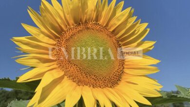 Festa di Girasoli, via al primo evento dedicato al fiore dell’estate: a Madonna di Baiano (Spoleto) dal 13 luglio 2 F897EB5F D559 4A08 B77E 46F59008ADE0